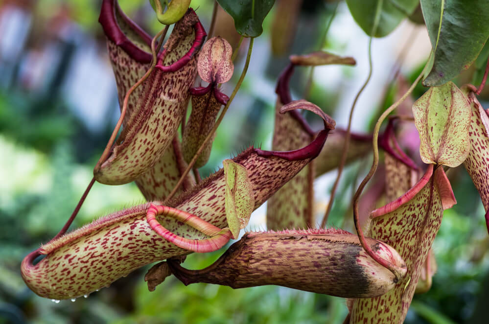 Carnivorous pitcher plant with pitchers