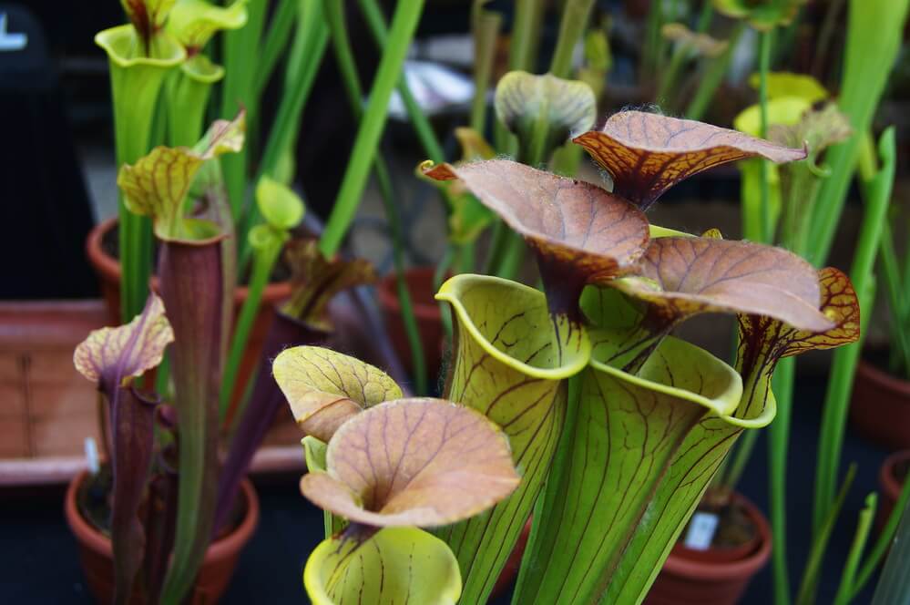 Carnivorous plants of Sarracenia leucophylla