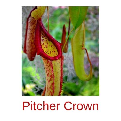 Pitcher Crown logo