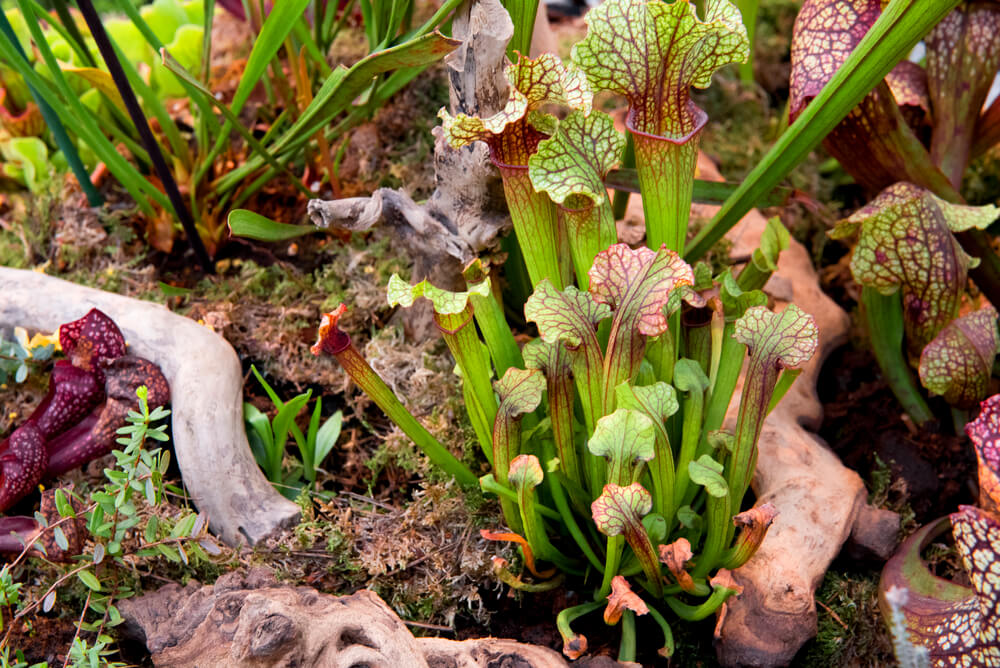 Red and green patterned pitcher plants background