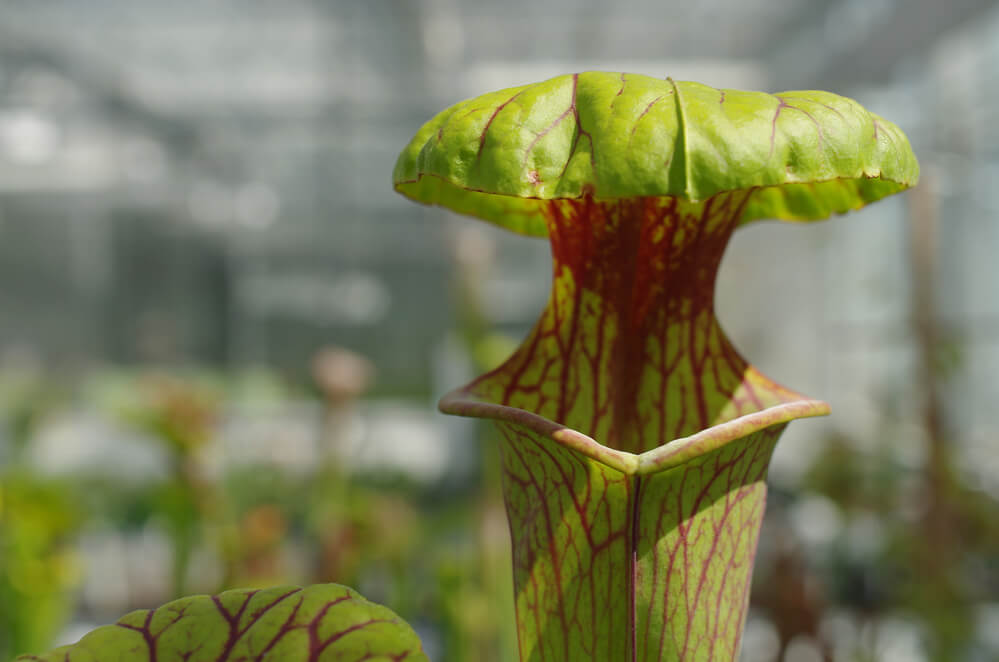 Sarracenia flava, the yellow pitcher plant, endangered flowers, greenhouse for saving the gene pool, carnivorous plant, science, Czech Republic, Europe