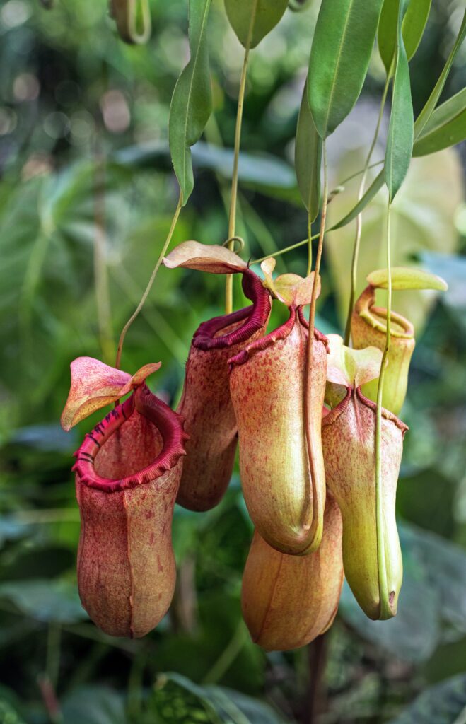 how to propagate pitcher plant?