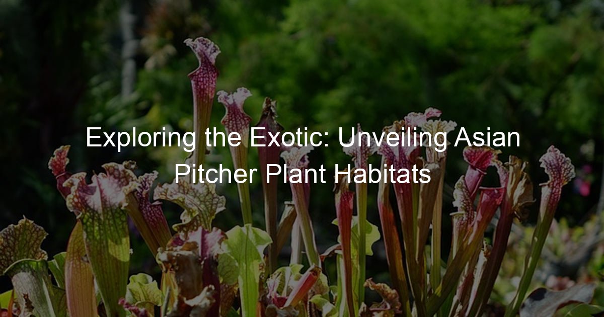 Exploring the Exotic: Unveiling Asian Pitcher Plant Habitats - Pitcher ...