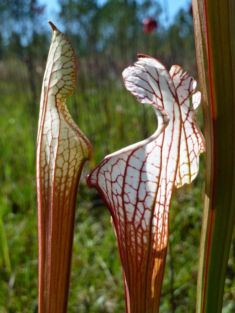 pitcher plant closed