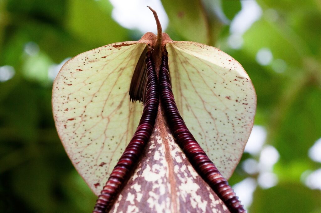 What Does A Pitcher Plant Do With Bugs?