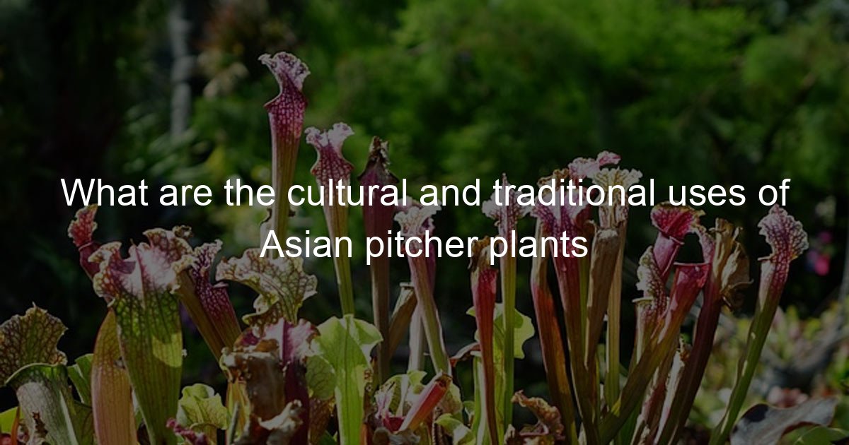 What are the cultural and traditional uses of Asian pitcher plants ...