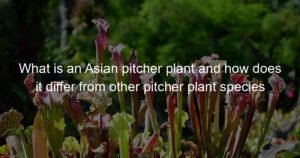 What is an Asian pitcher plant and how does it differ from other ...